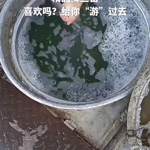 洪湖市鲫鱼苗寸片苗湖北洪湖鲫鱼苗