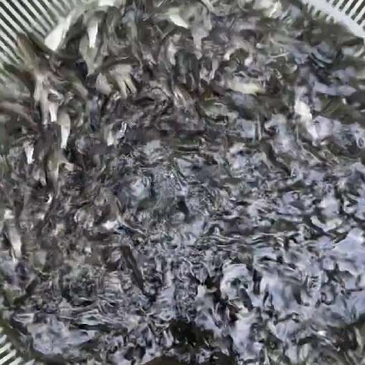 洪湖市鲮鱼苗 桂鱼饵料鱼（鲮鱼）