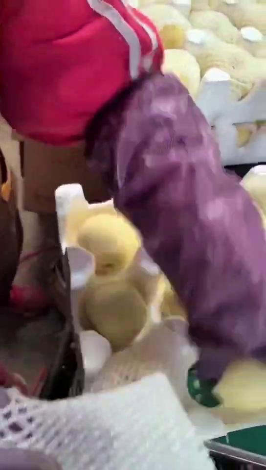 山东烟台黄金奶油富士苹果栖霞水果新鲜当季苹果代发