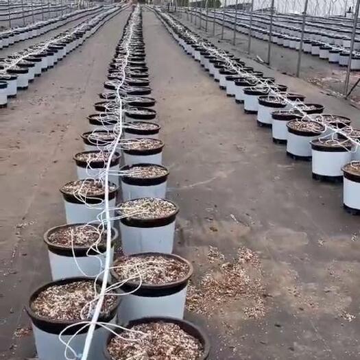 肇庆蓝莓专用营养土栽培基质
