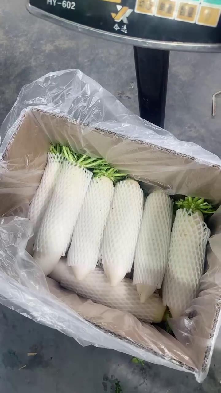 新鲜白萝卜 当季根茎蔬菜直销