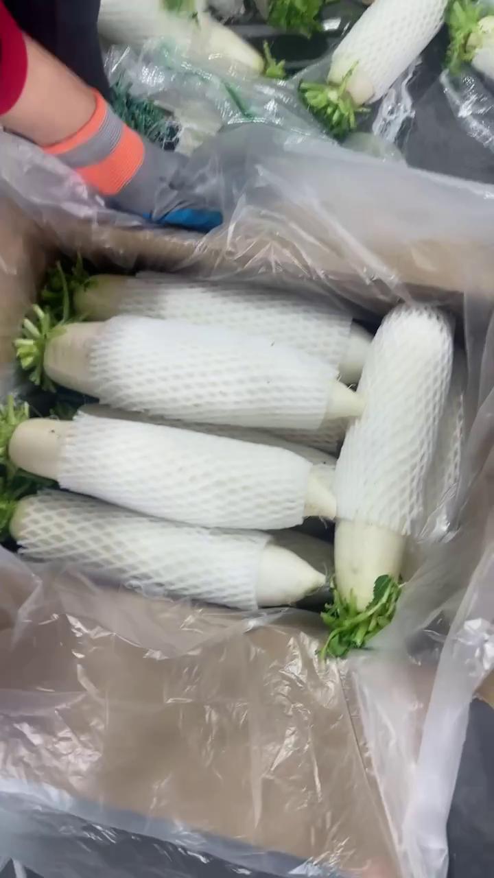 新鲜白萝卜 当季根茎蔬菜直销