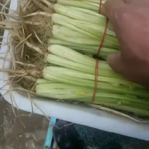 南通精品香芹芹菜现摘现发江苏产地大量供应保质保量支持视频看货