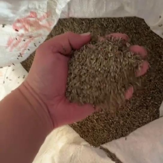 牛膝种子  包芽率  包邮
