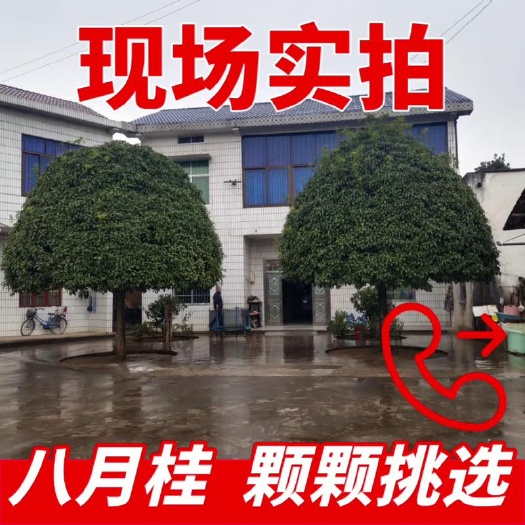 长沙八月桂，桂花树，庭院精选，现场实拍，长期供应