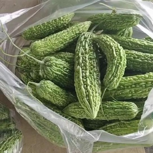 钟祥市湖北绿皮苦瓜 一手货源 产地直发 货源充足稳定