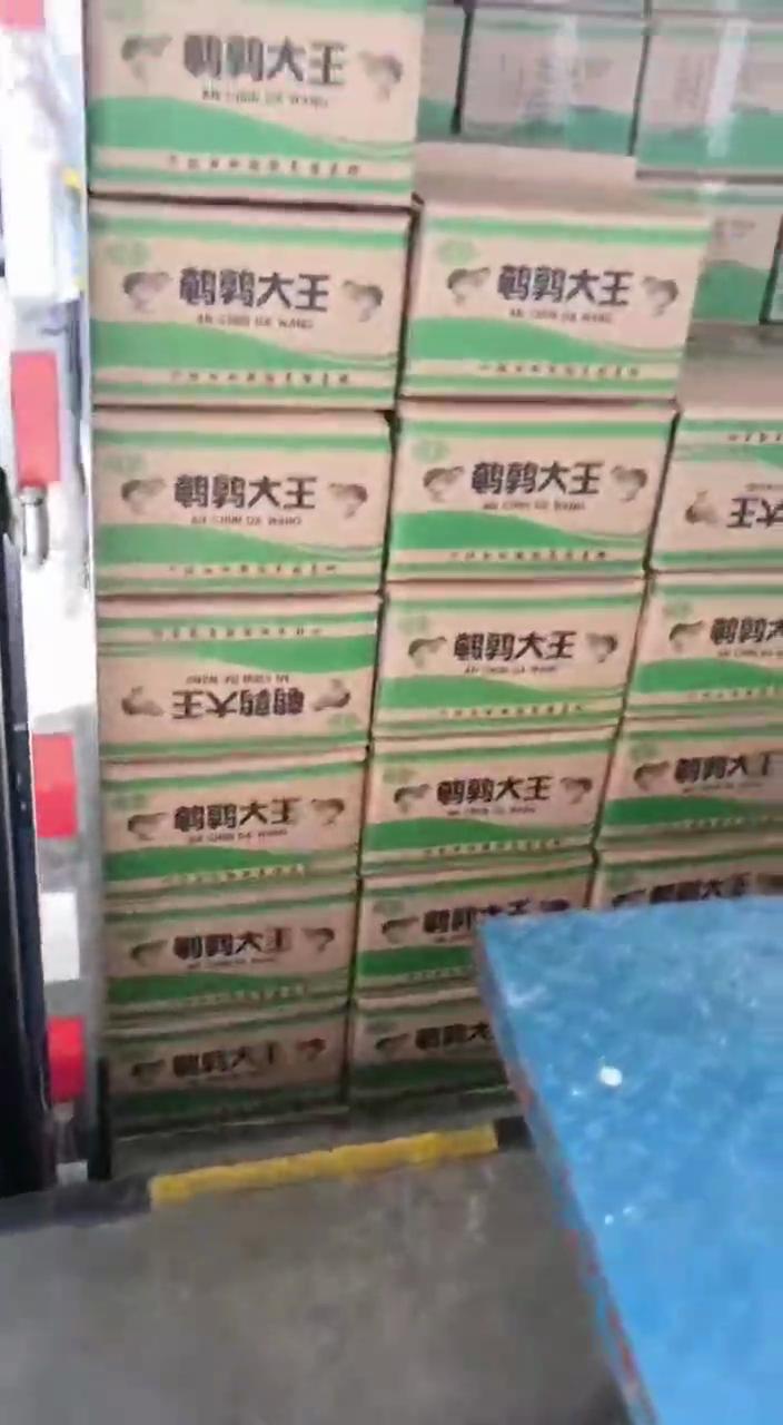 特大鹌鹑 厂家直供 优质源头