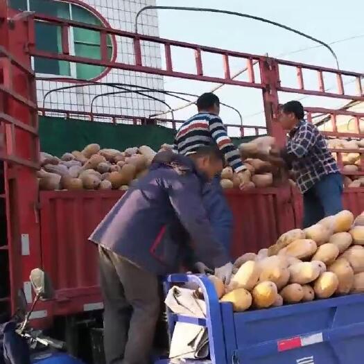包上车，密本南瓜，头茬湖北产地，千万斤货