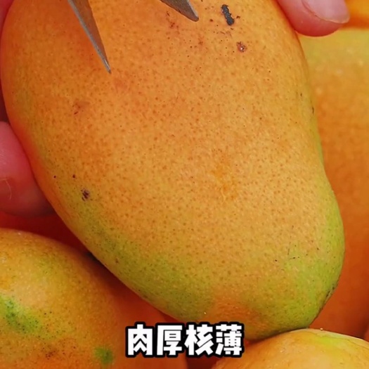 海口正宗小台农芒应季新鲜热带水果薄皮肉厚台农芒果彩箱