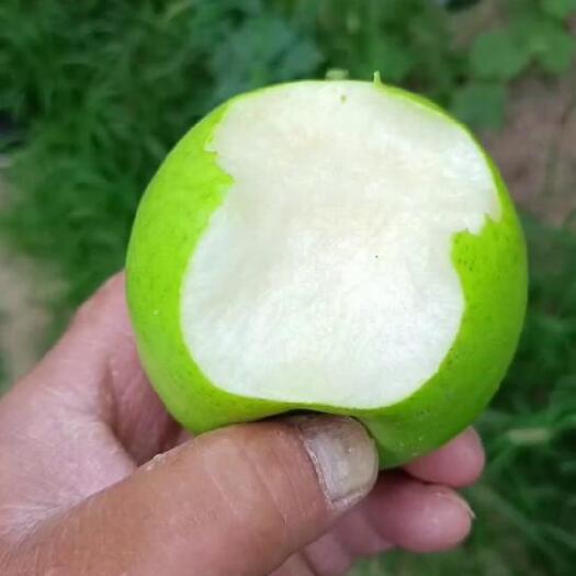 砀山县【推荐】安徽酥梨，酥脆一号，优选货源，产地直发，大量有货