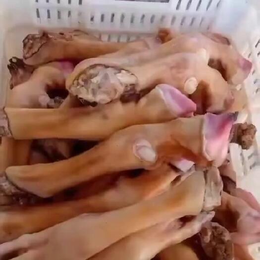 退毛羊蹄每天加工