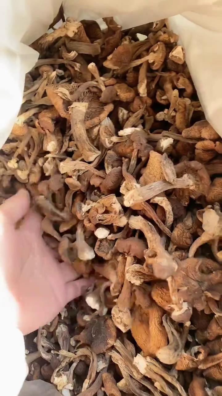 【包邮】东北榛蘑，产地直发，肉厚口感好，支持一件起批