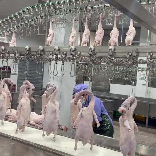 佛山广东黑棕鹅现杀现发烧腊专用清远马岗鹅可开发票