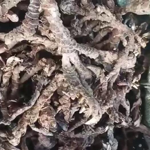 仙游县石菖蒲药材