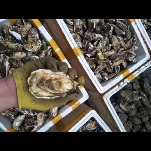 饶平县潮汕汫洲珍珠蚝生蚝当天海捕现发，保证鲜活，变质包赔，量大优惠