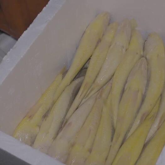 福州福建连江深海大黄鱼水产食用鱼类批发 无抗3年以上高品质