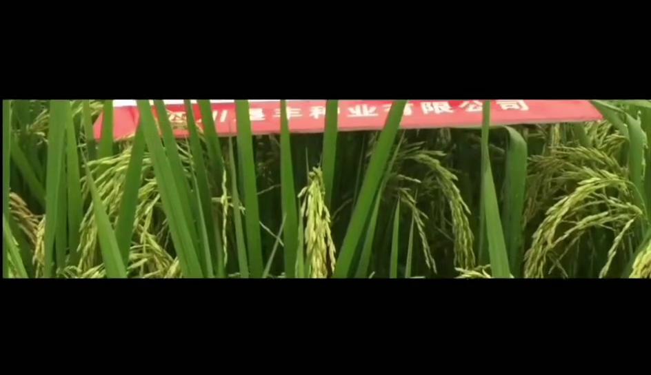垦香优玉珍国标二级水稻种子