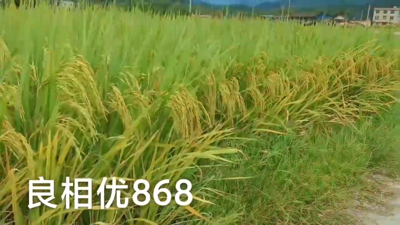 良相优868浓香型水稻种子
