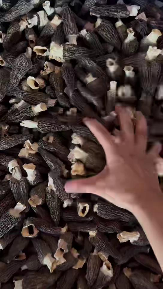 四川金堂人工种植羊肚菌干货，都是今年的新货，我们产区价格美丽