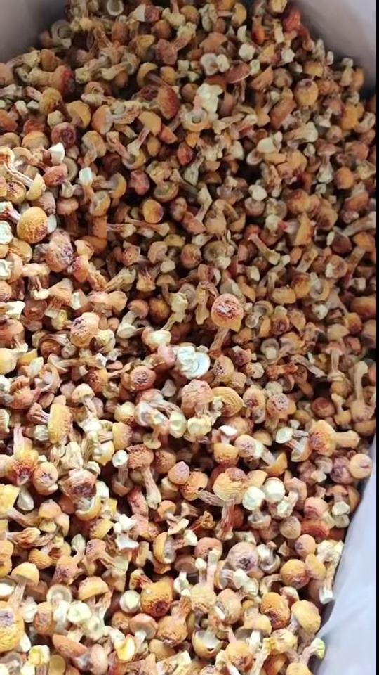 姬松茸、品质保证、各种规格齐全、量大，从优！！实力为您对接