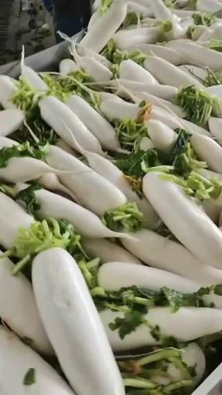 【推荐】湖北万亩基地水洗白萝卜大量供货对接全国市场量大优惠