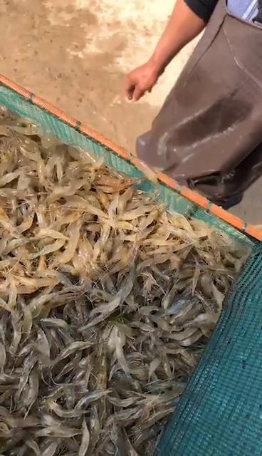河虾苗，保活包损，提供技术指导