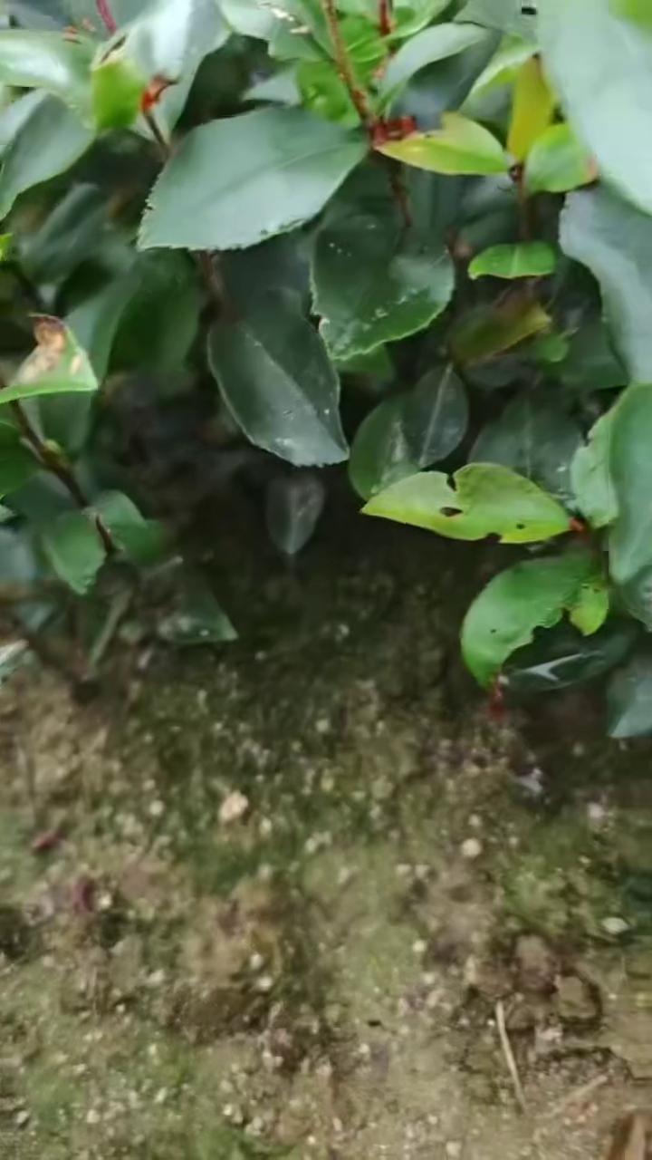 基地直供，油茶树苗地苗，杯苗，货源稳定，欢迎咨询