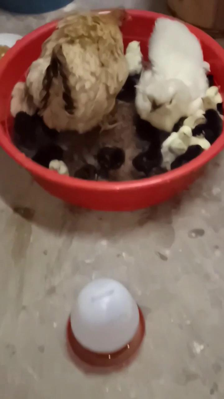 全散养土鸡，品质保证，纯粮食喂养