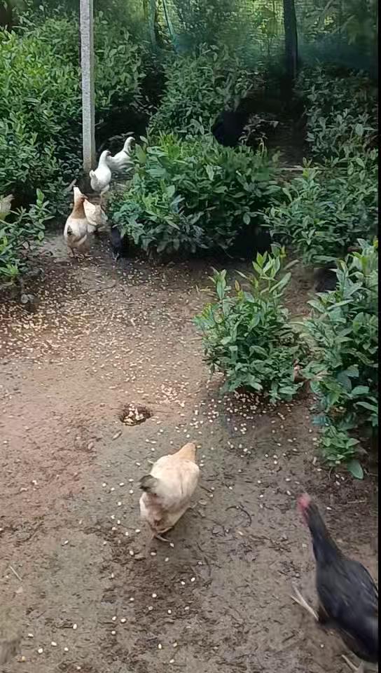 全散养土鸡，品质保证，纯粮食喂养
