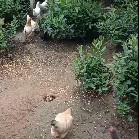 全散养土鸡，品质保证，纯粮食喂养