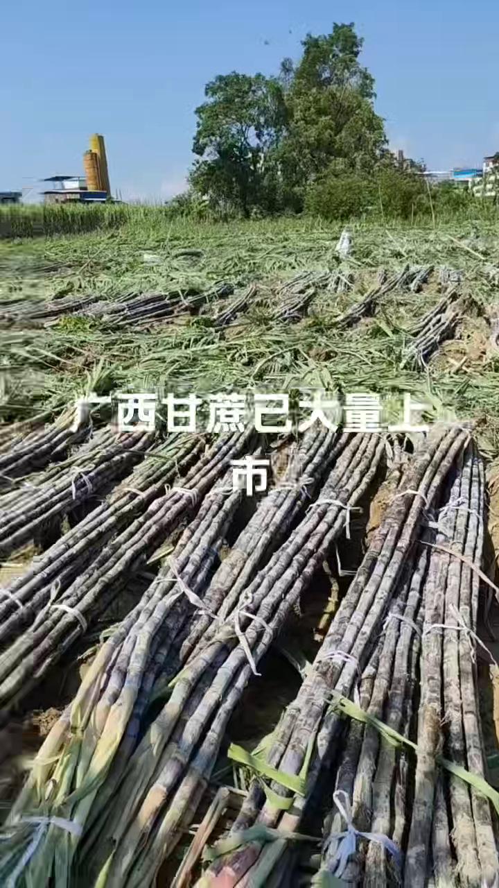 正宗广西黑皮甘蔗新鲜薄皮超甜爆汁，产地直发，量大价优