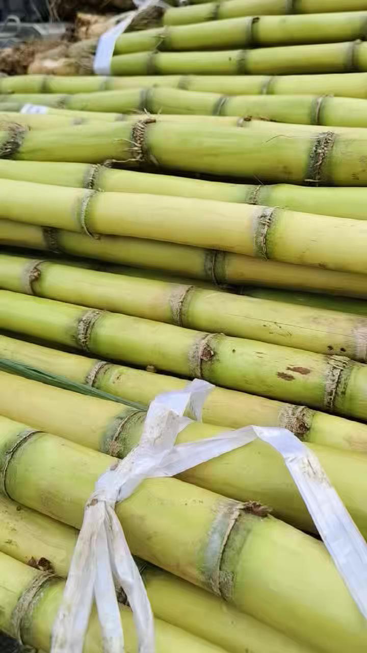广西薄皮正宗黄皮黄金甘蔗新鲜现砍超甜，产地直供