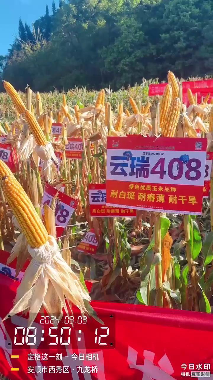西南国审玉米种子云瑞408