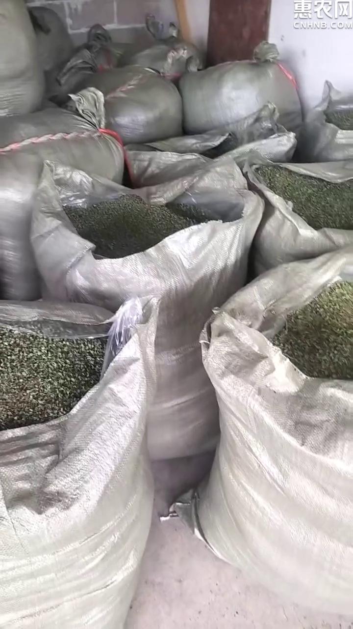 精品小叶金钱草马蹄金水洗干货自然晾晒大量供货质量保证