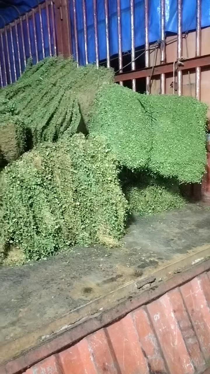 精品小叶金钱草马蹄金水洗干货自然晾晒大量供货质量保证