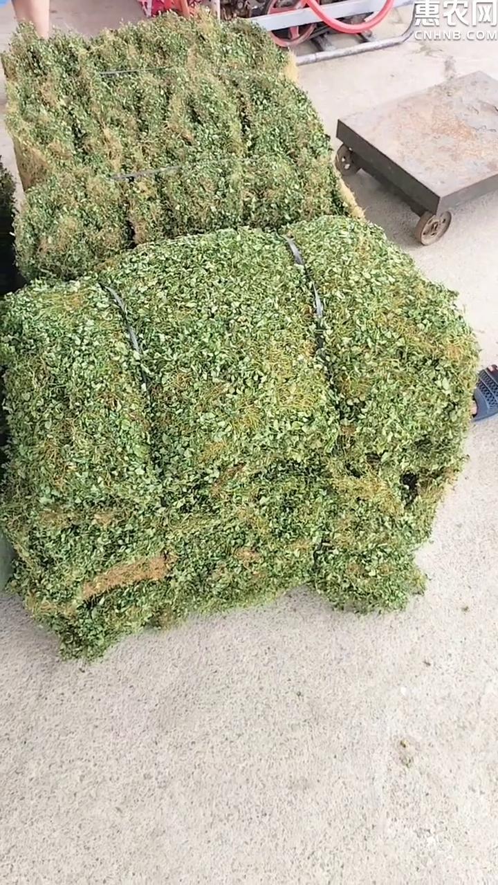 精品小叶金钱草马蹄金水洗干货自然晾晒大量供货质量保证