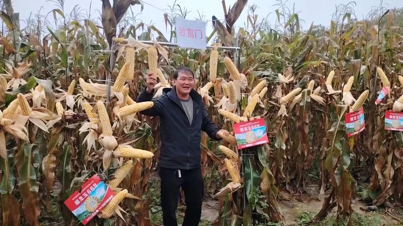 超龙玉668黄白粒玉米种子