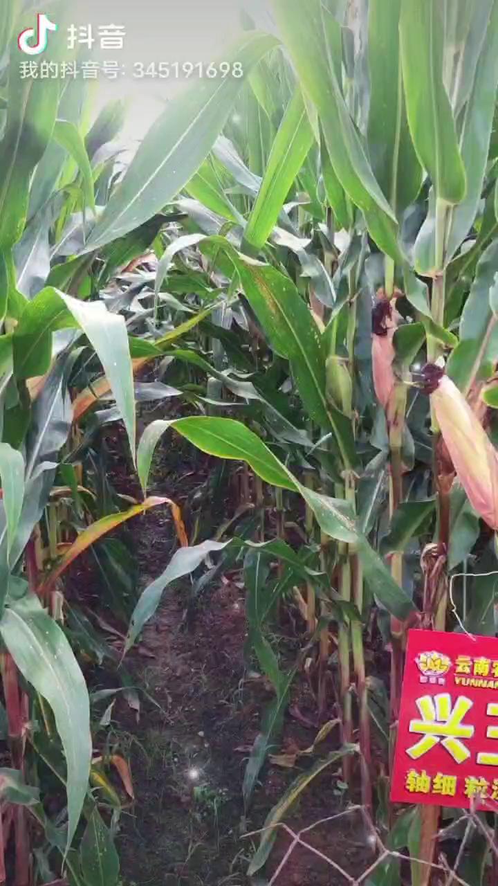 兴玉3号云贵川中高海拔品质型玉米种子