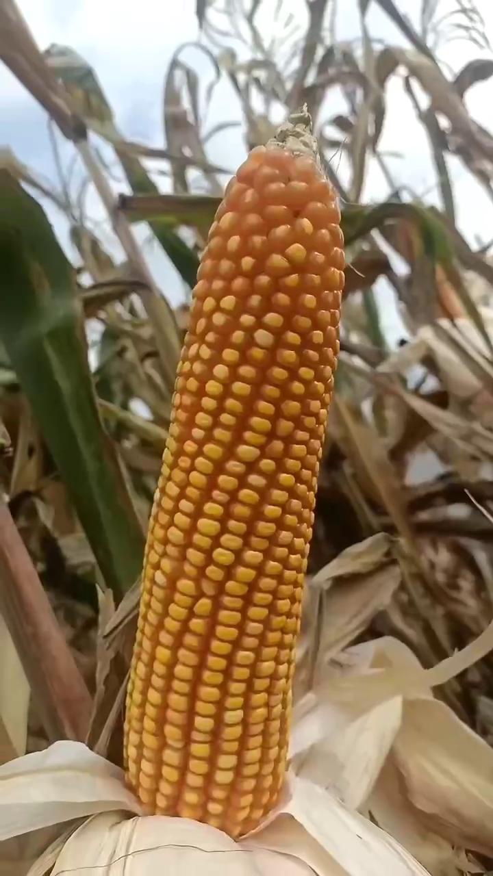 粒和玉3号硬粒型玉米种子