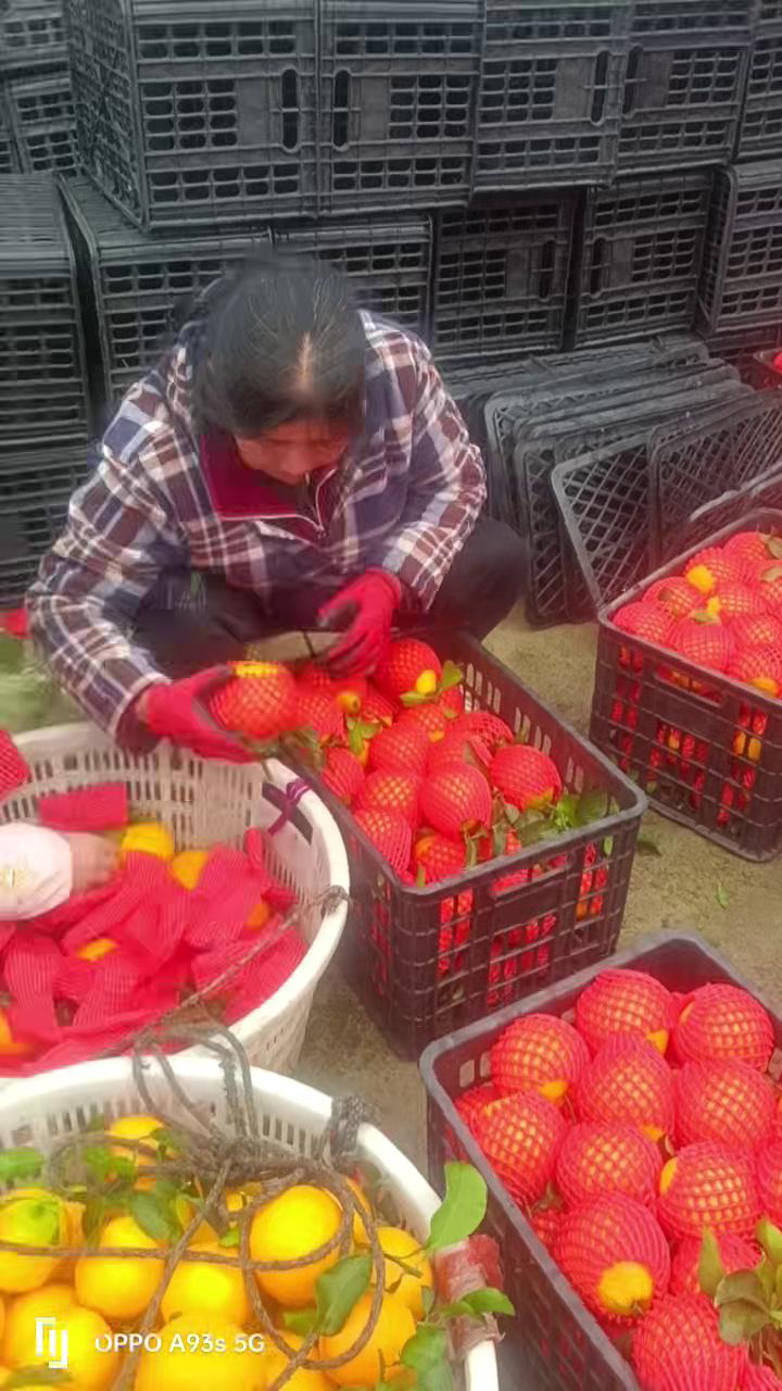 【正品】四川耙耙柑当季新鲜水果【超好吃】春见耙耙柑现摘