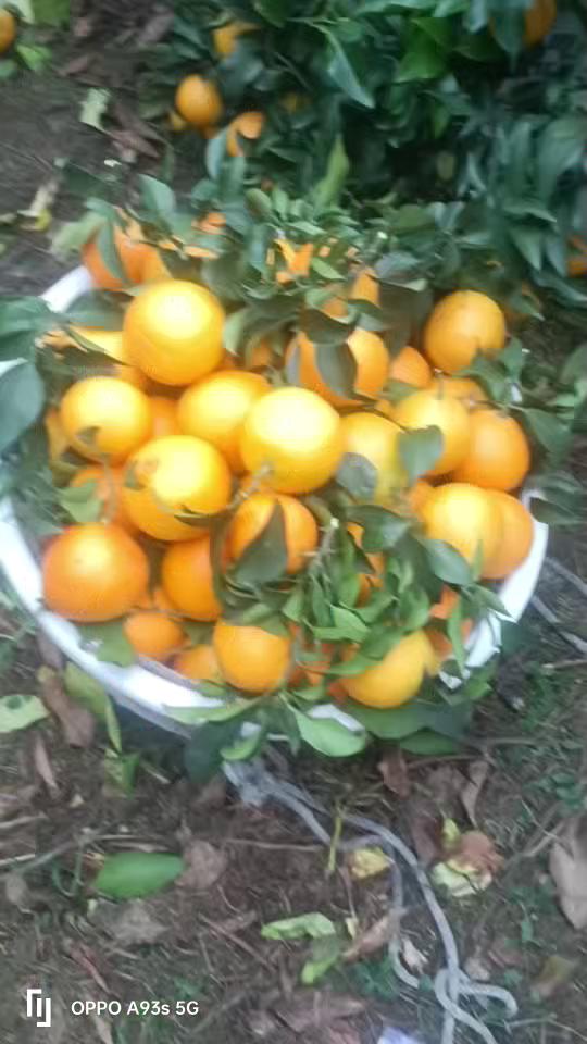 【四川爆汁耙耙柑】春见柑橘 当季新鲜水果 皮薄易剥 清甜无籽