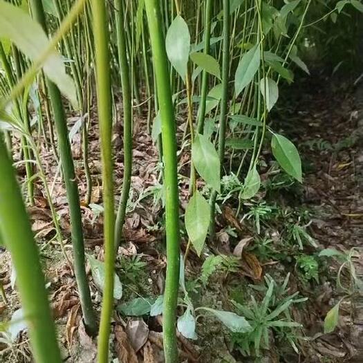 靖州县优质木姜子苗，苗子健壮根系发达，成活率达95%以上