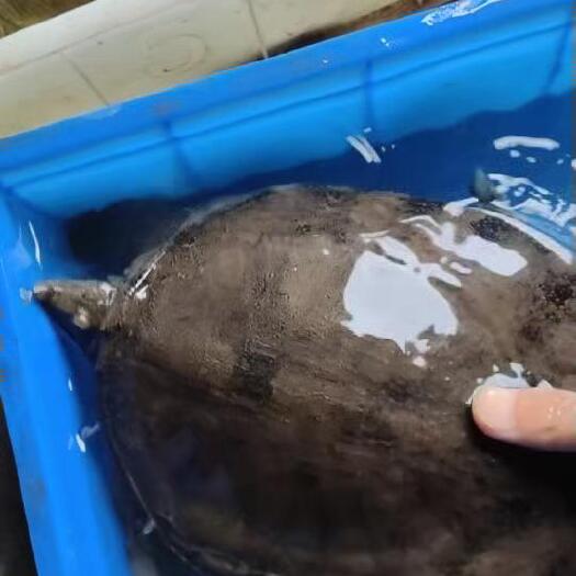 泗阳县【包邮】现货甲鱼外塘散养甲鱼鲜活到家老鳖送礼滋补  中华憋