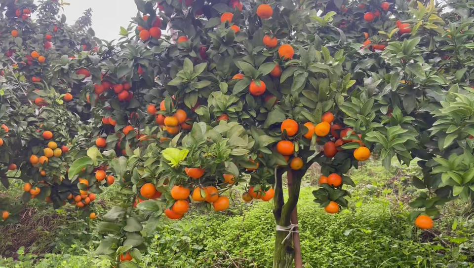 【2025新上市】金秋砂糖橘现摘现发农户直发大量上市批发